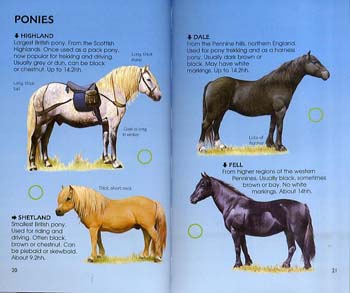 Horses And Ponies - Spotter's Guide (Paperback)