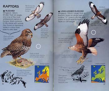 Birds Of Prey - Spotter's Guide (Paperback)