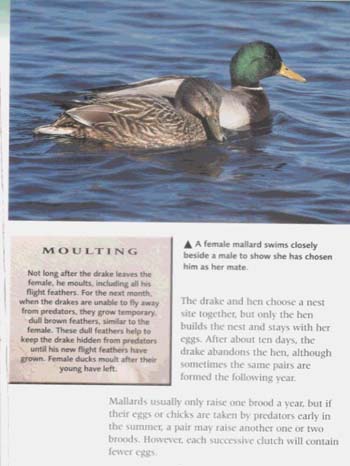 Duck - British Animals 9 (Hardback)