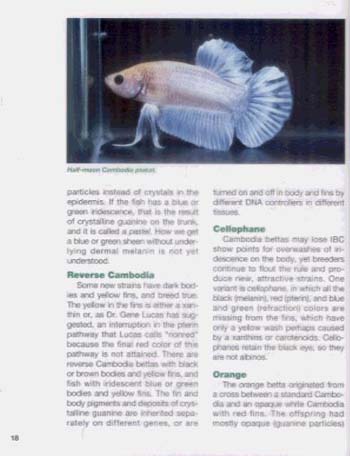 The Betta Handbook - Pet Handbooks (Paperback)