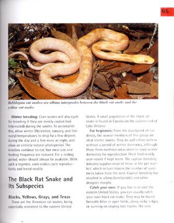 Corn Snakes and Other Rat Snakes - Complete Pet Owner's Manual (Paperback)