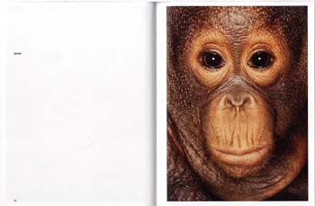 James and Other Apes (Hardback)