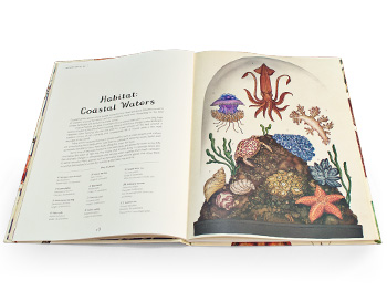 Animalium - Welcome To The Museum (Hardback)