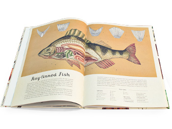 Animalium - Welcome To The Museum (Hardback)