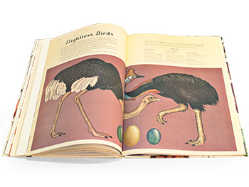 Animalium - Welcome To The Museum (Hardback)