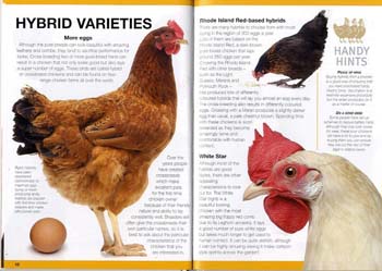 Keeping Pet Chickens (Hardback)