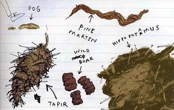 Poo: A Natural History of the Unmentionable by Nicola Davies, Neal ...