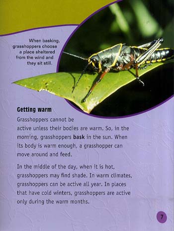 Grasshoppers Up Close - Raintree Perspectives: Minibeasts Up Close (Paperback)