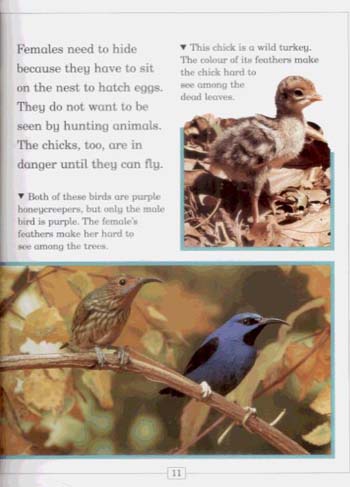 JR NATURE GUIDES BIRDS (Paperback)