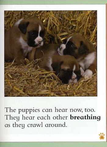 Baby Animals Puppy (Paperback)