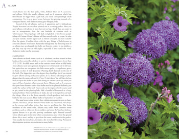 Bulb (Hardback)