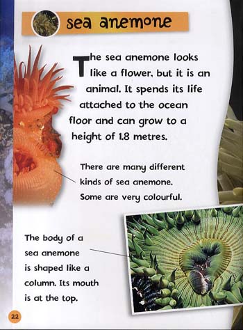 What Can I See on a Coral Reef (Paperback)