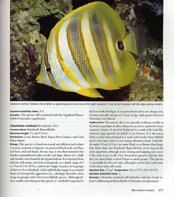 Angelfishes and Butterflyfishes (Hardback)