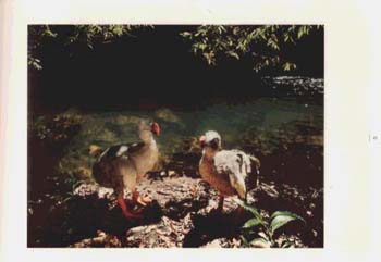 The Dodo and Mauritius Island: Imaginary Encounters (Hardback)