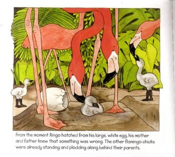 Ringo the Flamingo (Paperback)