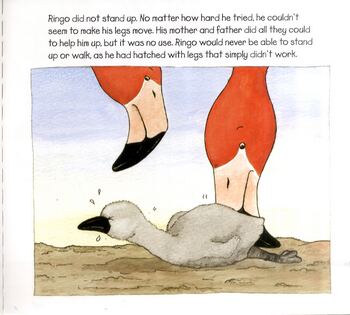 Ringo the Flamingo (Paperback)
