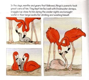 Ringo the Flamingo (Paperback)