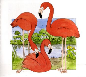 Ringo the Flamingo (Paperback)