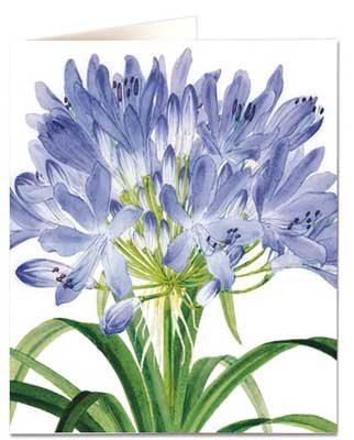 Natural History Museum Fitch Agapanthus Lily Card 