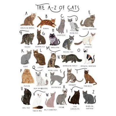 A-Z Of Cats Greeting Card | Waterstones