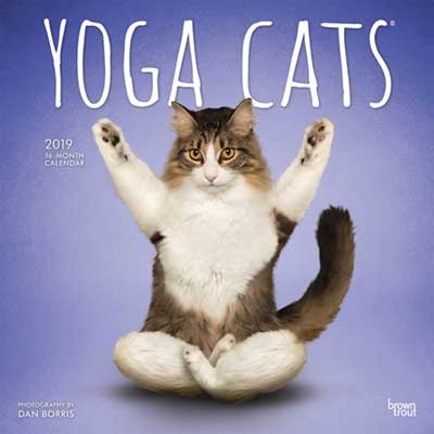 Yoga Cats 2019 Square Wall Calendar (Calendar)