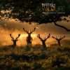 2022 British Wildlife Wall Calendar (Calendar)