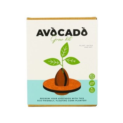 grow your own avocado