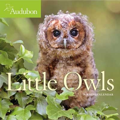 Audubon Little Owls Mini Wall Calendar 2020 (Calendar)